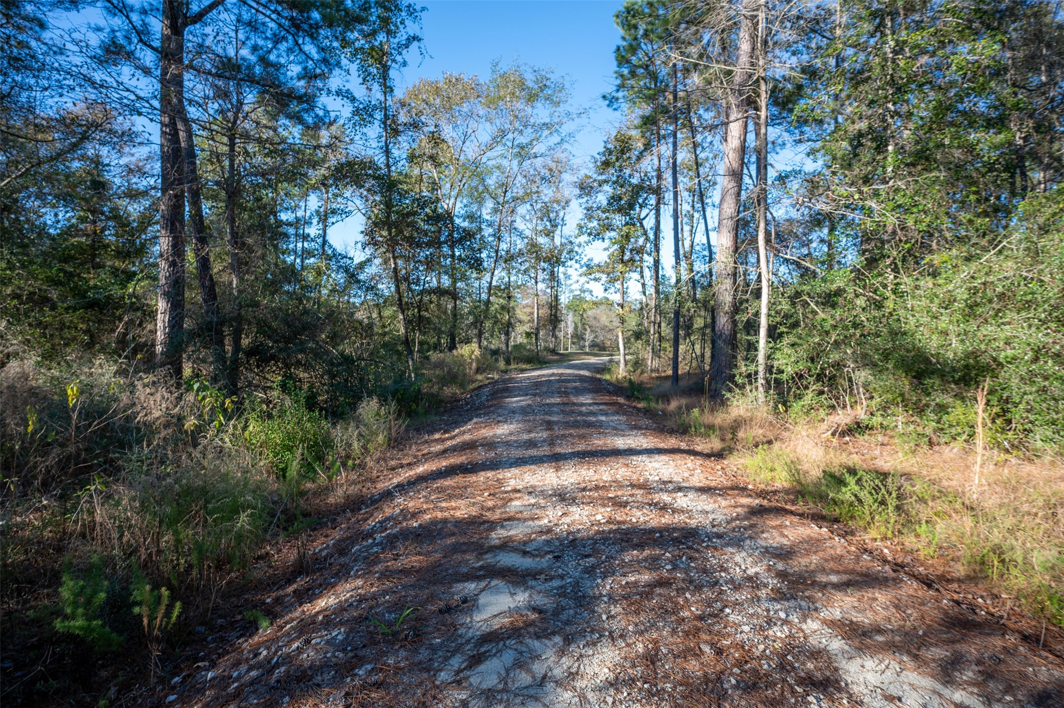 0 Farm To Market 1745 Chester, TX 75936 - Photo 36 of 37 a view of backyard with green space