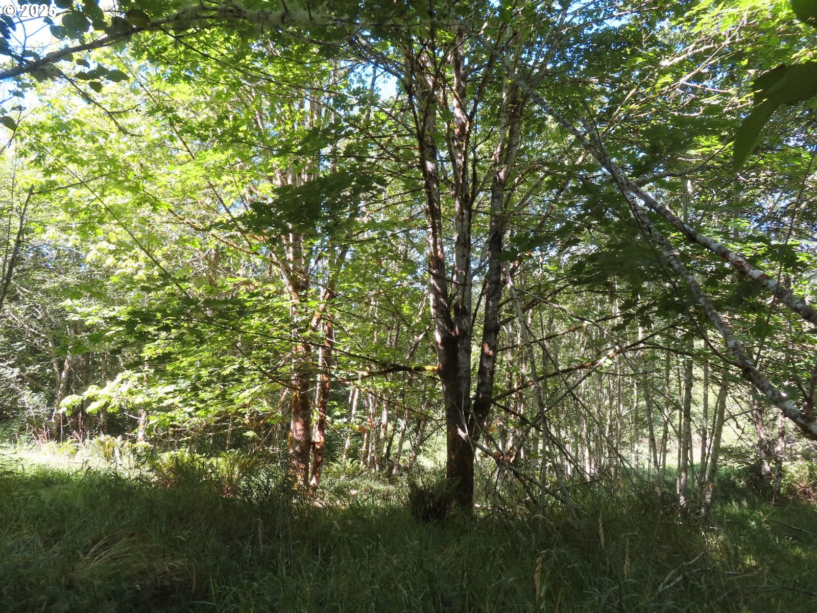 Salmon Creek Road Mossyrock, WA 98564 - Photo 1 of 20 a view of outdoor space and a yard