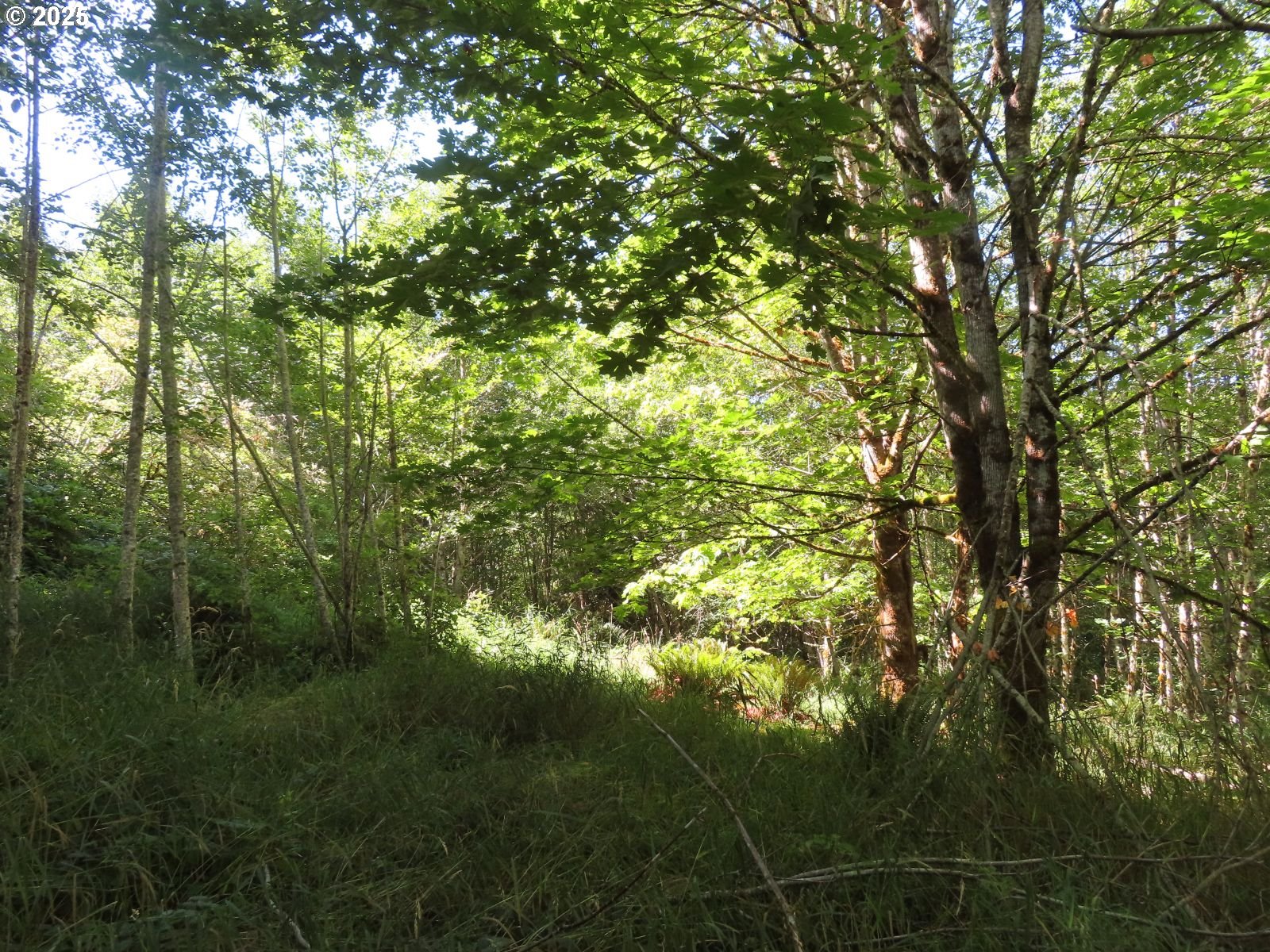 Salmon Creek Road Mossyrock, WA 98564 - Photo 12 of 20 a view of forest