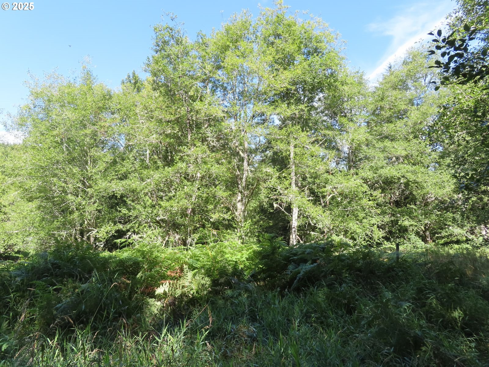 Salmon Creek Road Mossyrock, WA 98564 - Photo 13 of 20 a view of a lush green forest