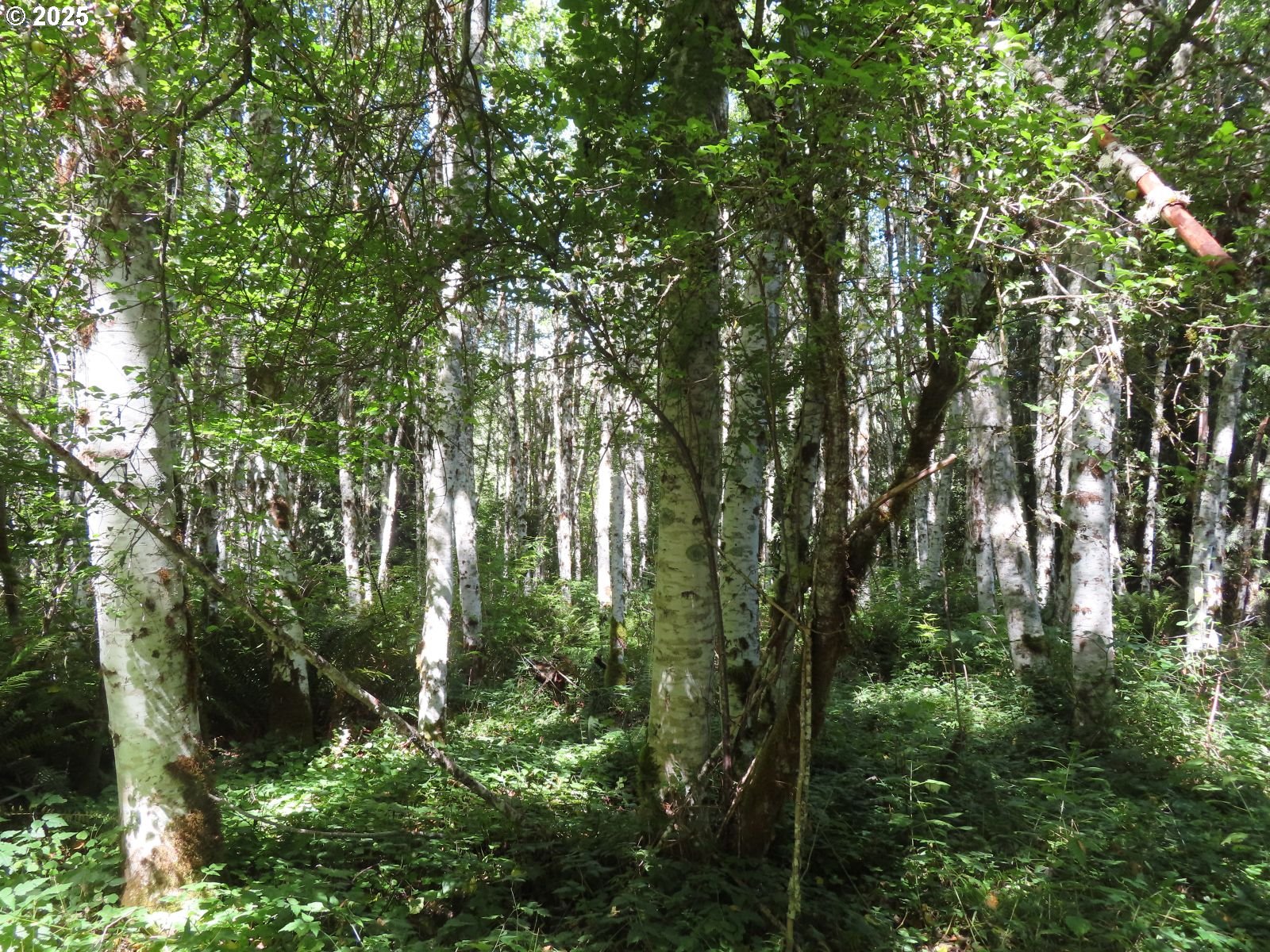 Salmon Creek Road Mossyrock, WA 98564 - Photo 15 of 20 a view of forest