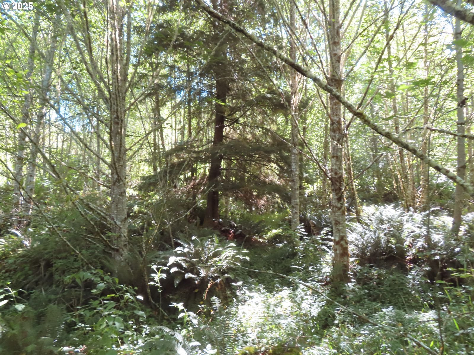 Salmon Creek Road Mossyrock, WA 98564 - Photo 16 of 20 a picture of tree