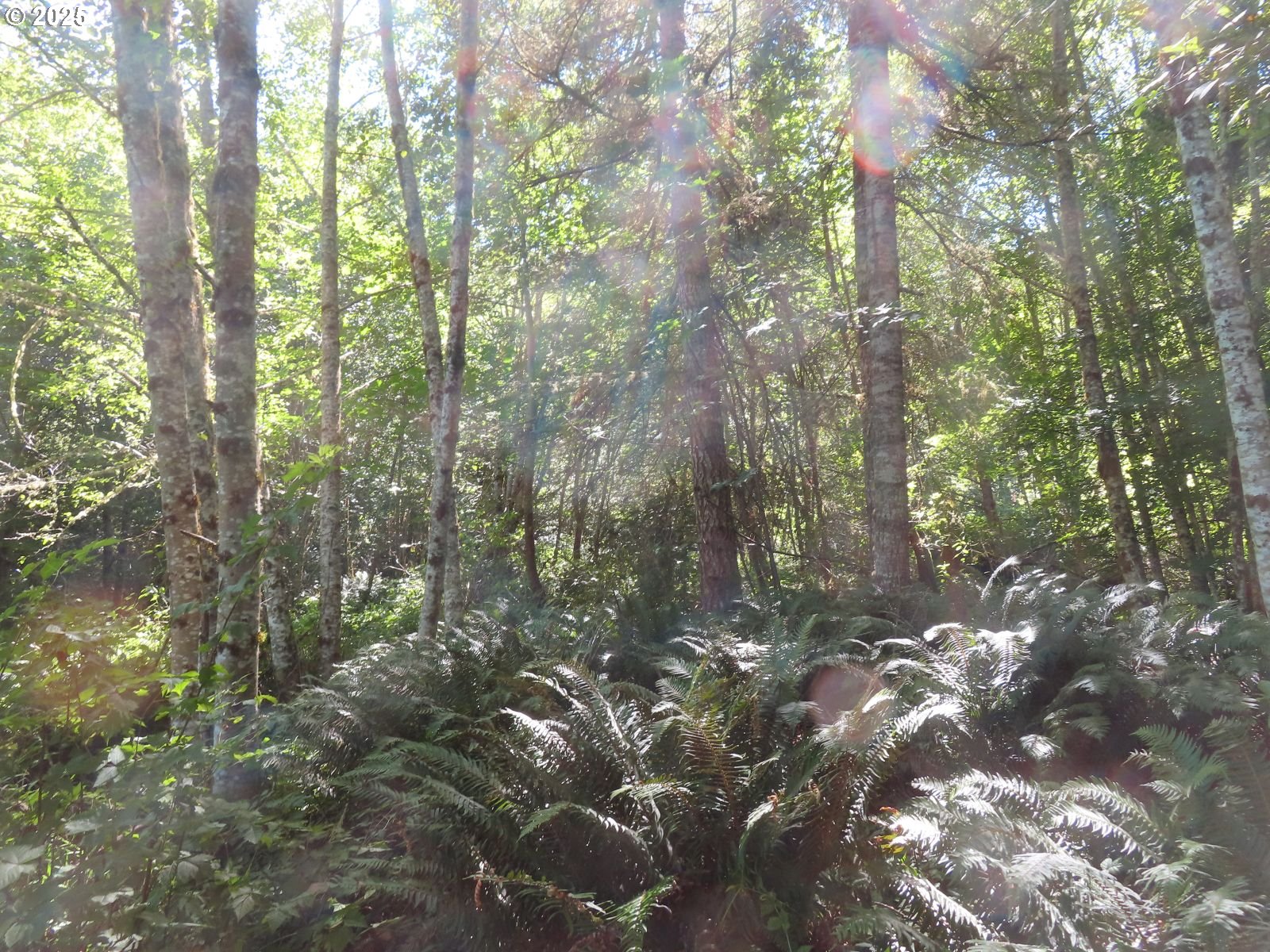 Salmon Creek Road Mossyrock, WA 98564 - Photo 17 of 20 a view of forest