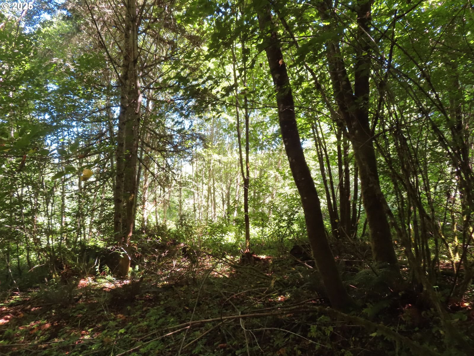 Salmon Creek Road Mossyrock, WA 98564 - Photo 18 of 20 a backyard of a house with lots of green space