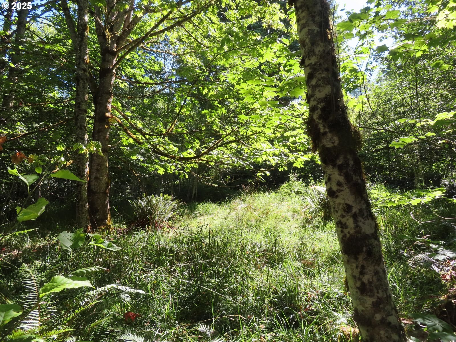 Salmon Creek Road Mossyrock, WA 98564 - Photo 4 of 20 a view of a garden