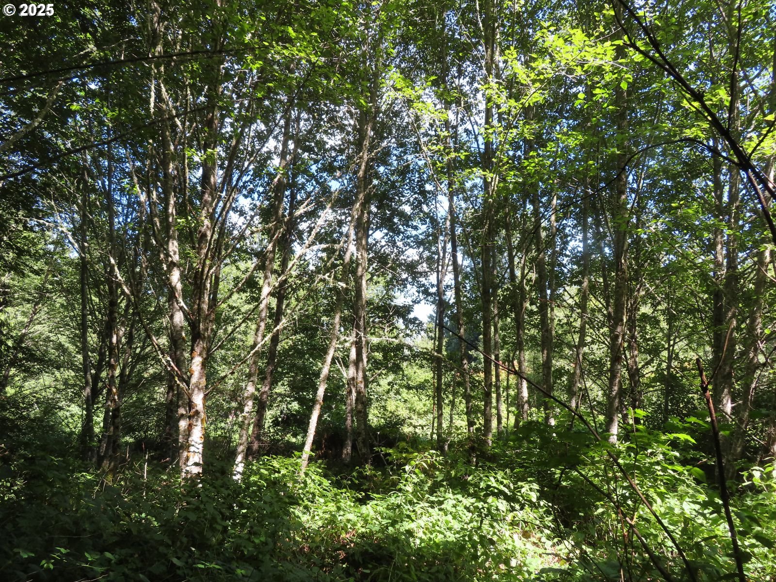 Salmon Creek Road Mossyrock, WA 98564 - Photo 6 of 20 a backyard of a house with lots of swings