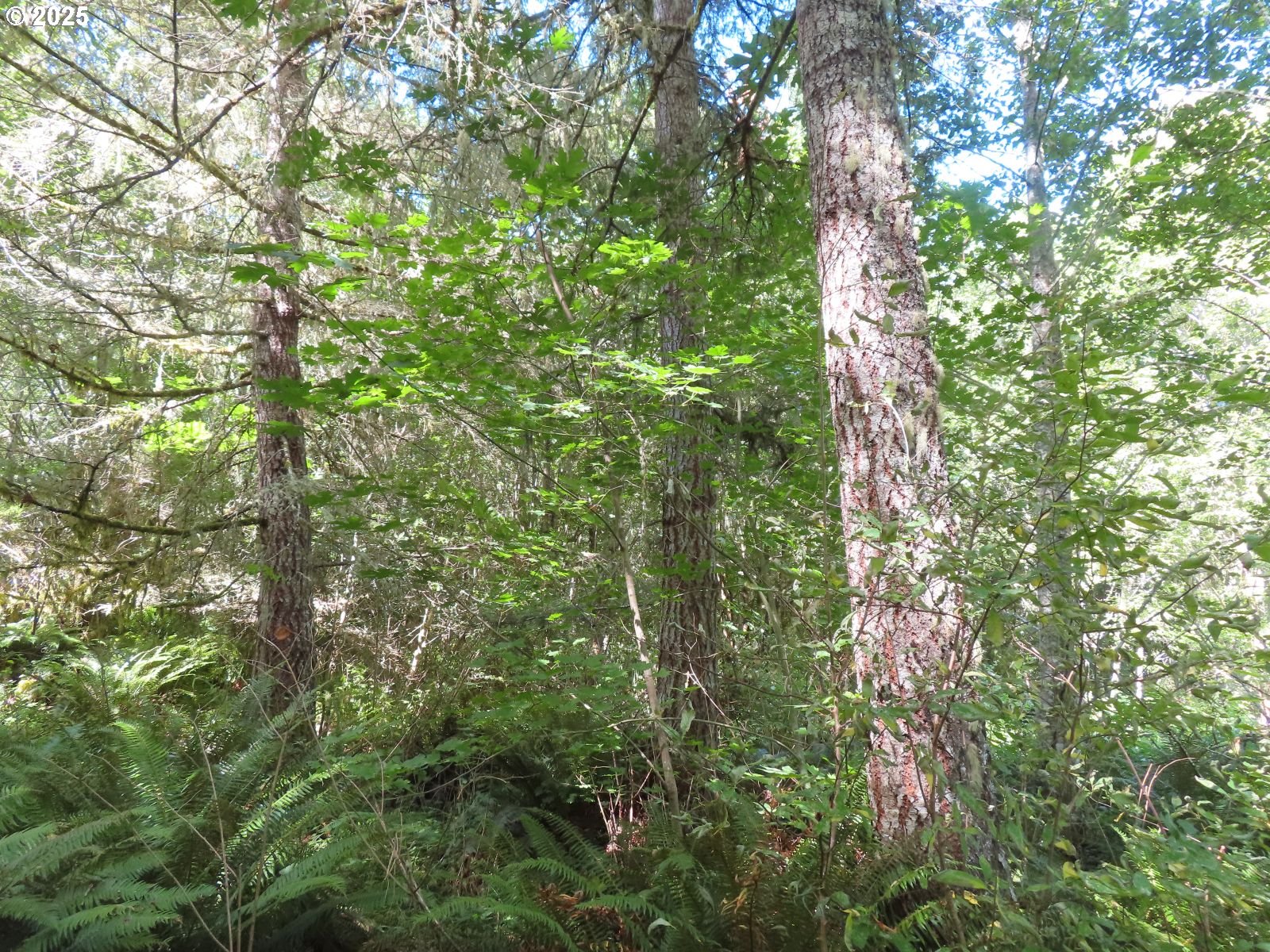 Salmon Creek Road Mossyrock, WA 98564 - Photo 7 of 20 a view of a tree in a yard