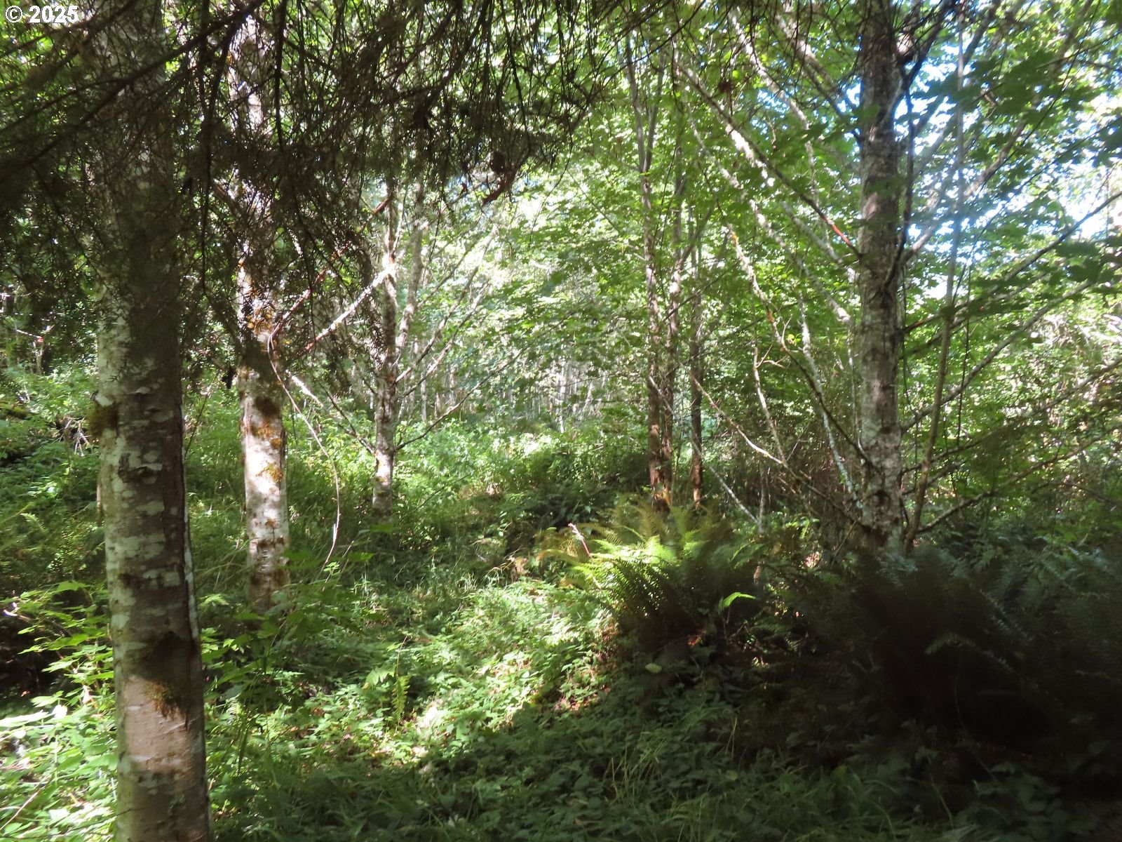 Salmon Creek Road Mossyrock, WA 98564 - Photo 8 of 20 a view of a tree in a yard