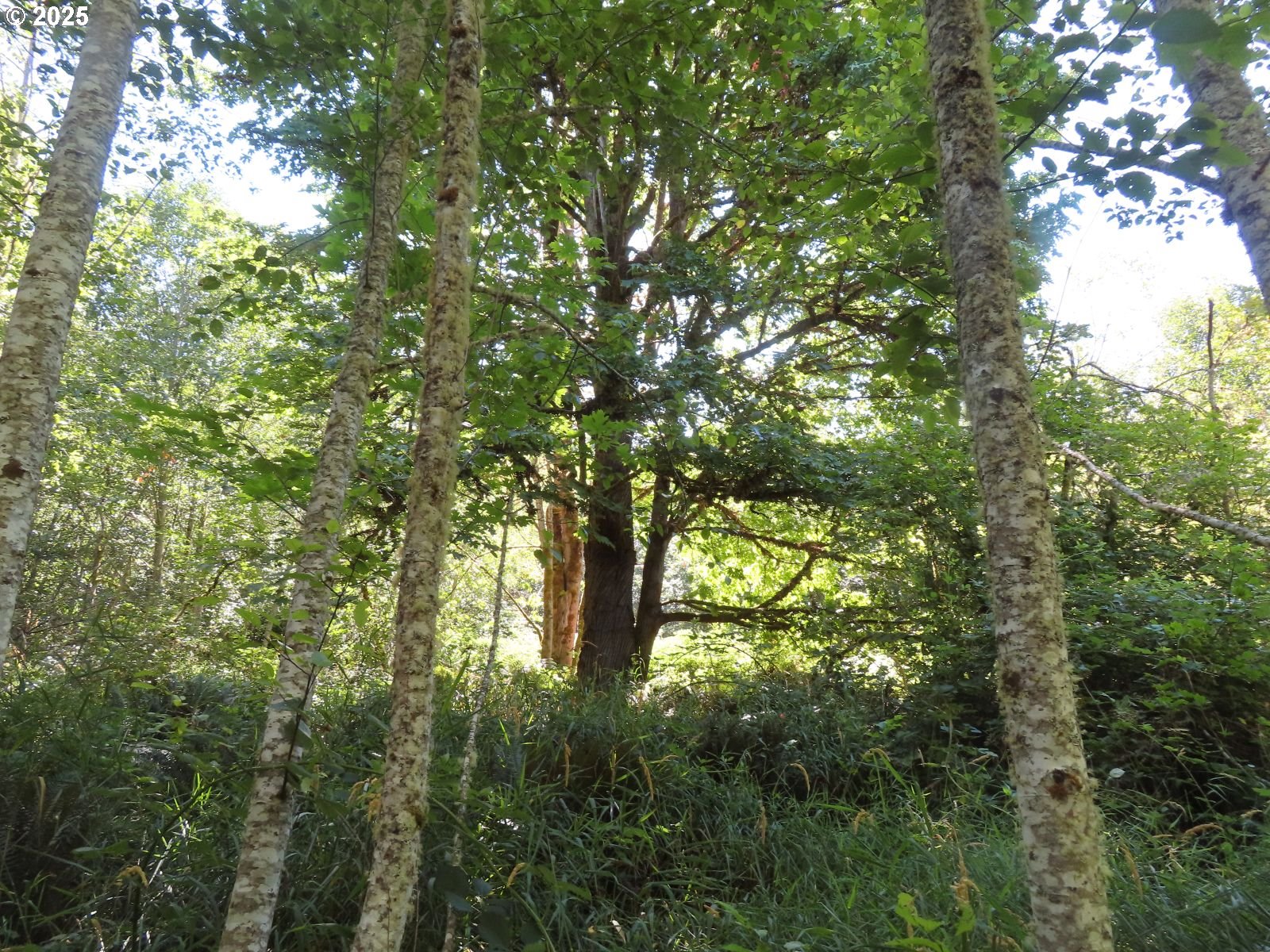 Salmon Creek Road Mossyrock, WA 98564 - Photo 10 of 20 a view of tree