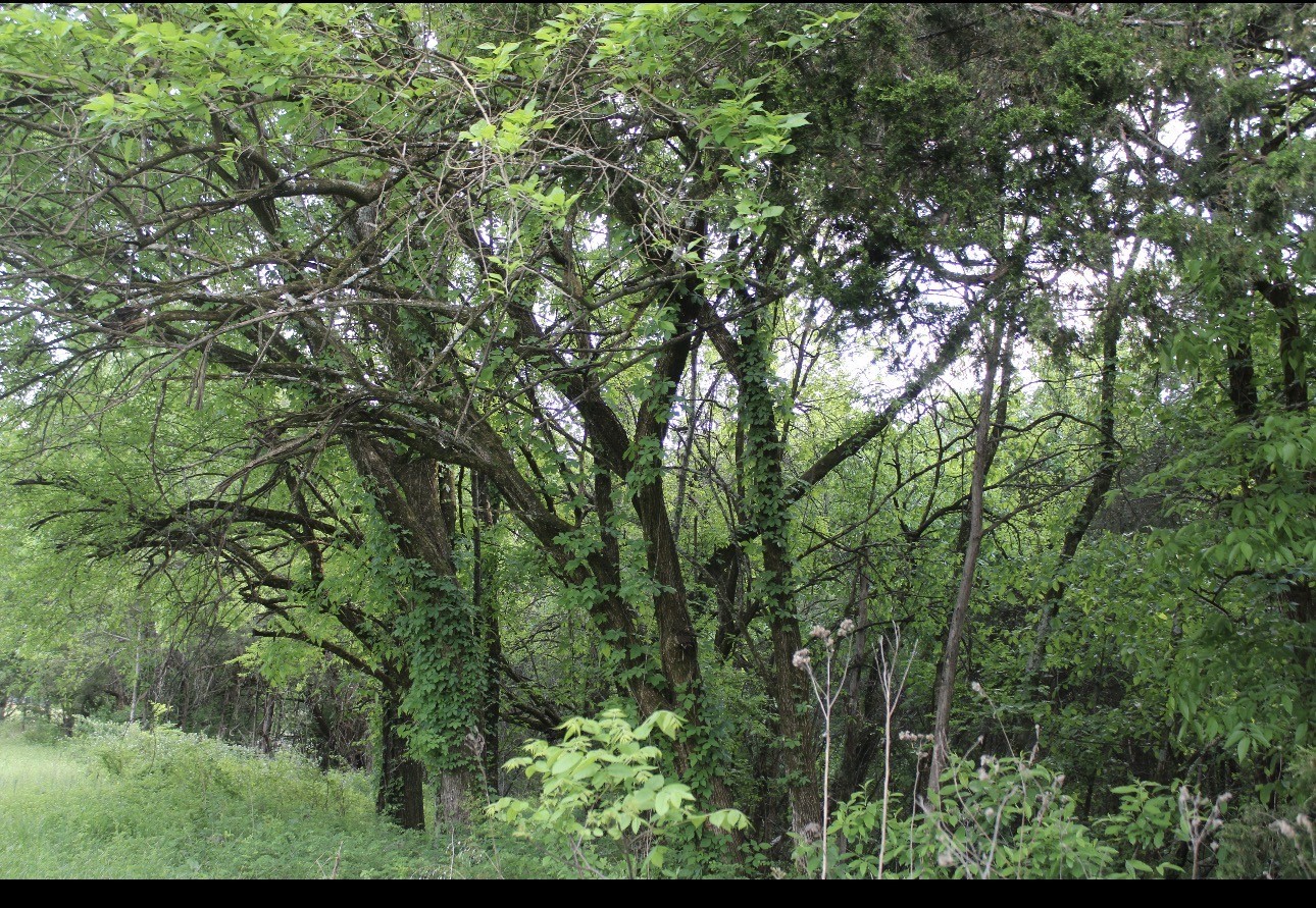 3 Midland Fosterville Road Bell Buckle, TN 37020 - Photo 15 of 16 Gallery Image 15
