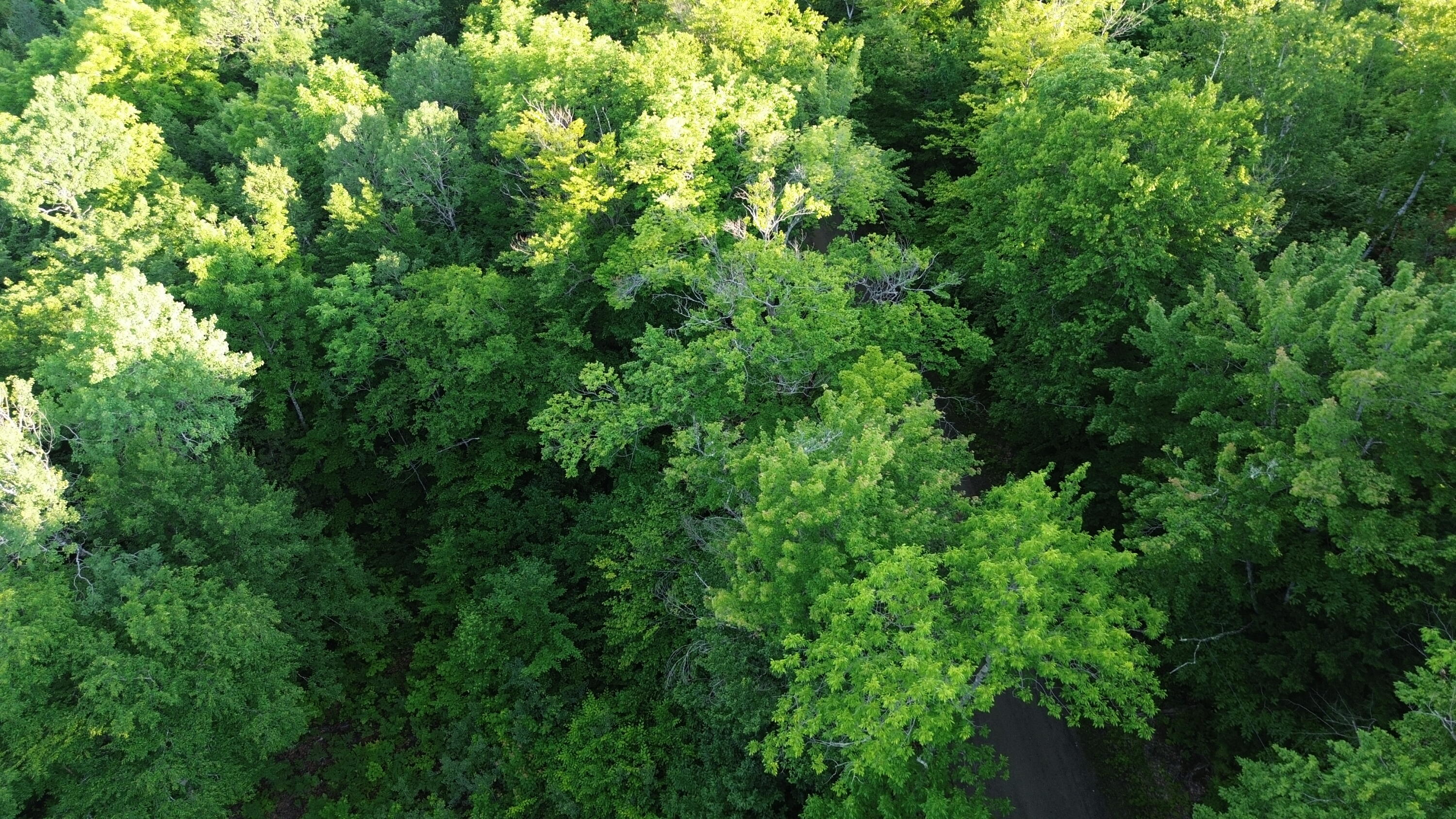 24a Anson Valley Road New Vineyard, ME 04956 - Photo 88 of 93 DJI_0102
