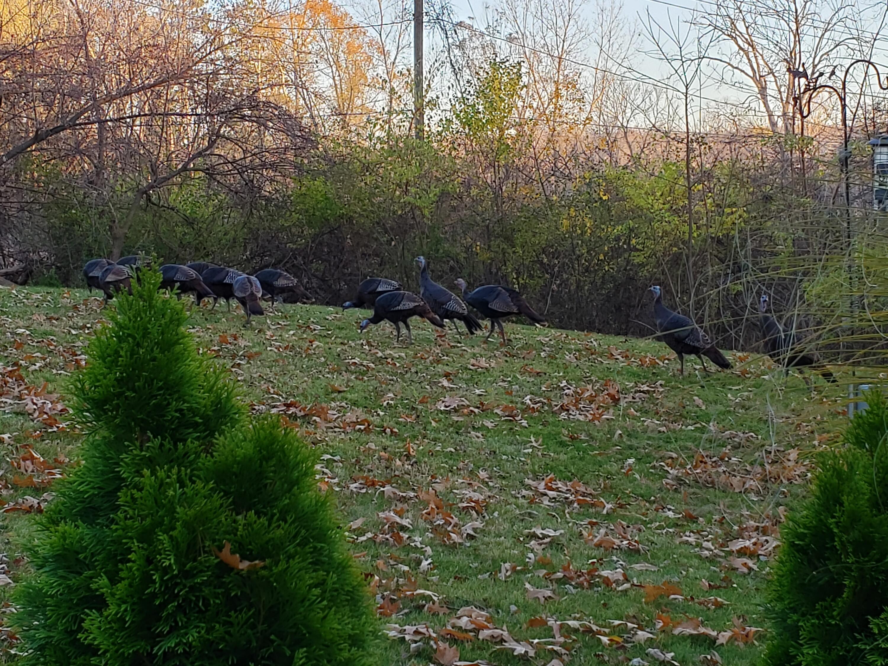 5990 Plymouth Road Ann Arbor, MI 48105 - Photo 28 of 28 Turkeys