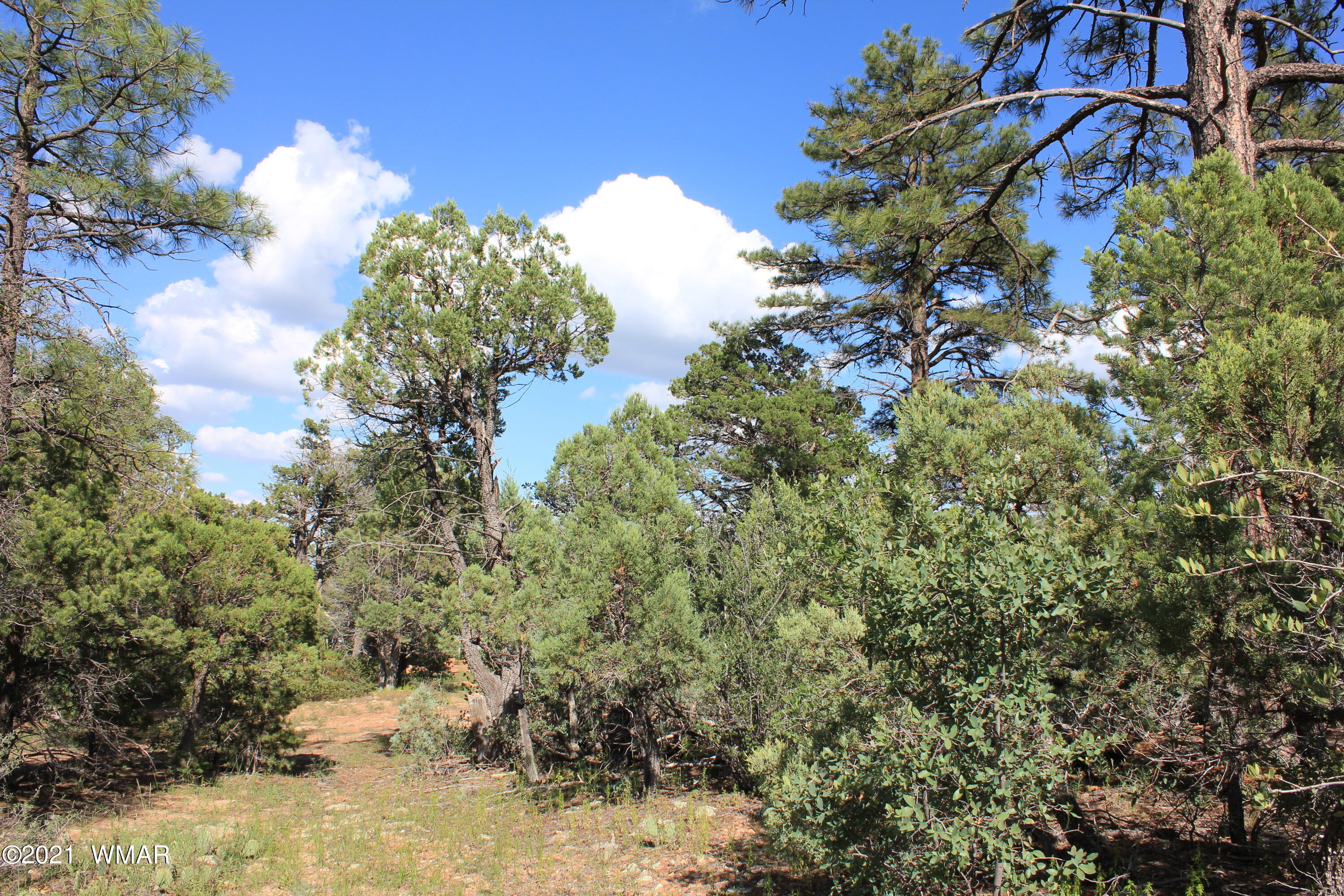 5 B Casper Lane Show Low, AZ 85901 - Photo 3 of 10