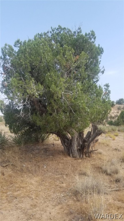 Lot 326 East Randy Ranch Road Kingman, AZ 86401 - Photo 5 of 50 a view of a dry yard with trees