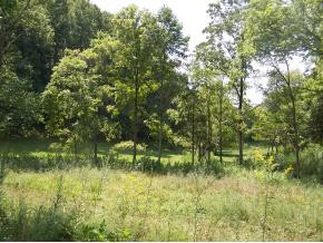 0 Lemons Road Eidson, TN 37731 - Photo 6 of 6 Photo 8