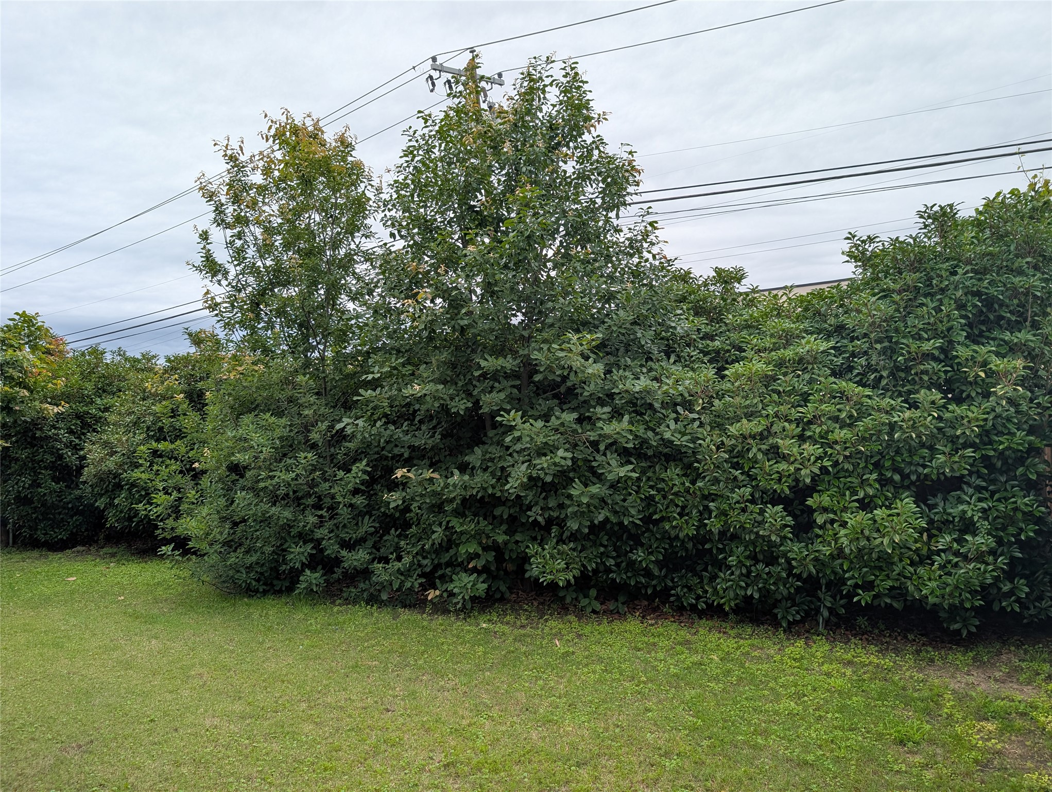 2471 Sunrise Road, Unit 8 Round Rock, TX 78664 - Photo 13 of 13 Expansive green lawn framed by mature trees and dense foliage