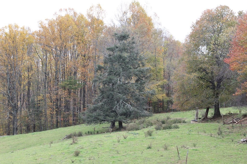 Tbd Terry's Mill Road, Unit 121A61 Laurel Fork, VA 24352 - Photo 15 of 71 Gallery Image 15