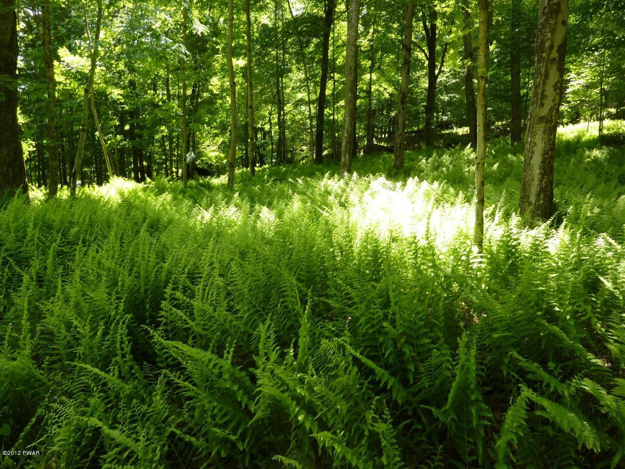 Lot 2 Layton Road Equinunk, PA 18417 - Photo 5 of 17