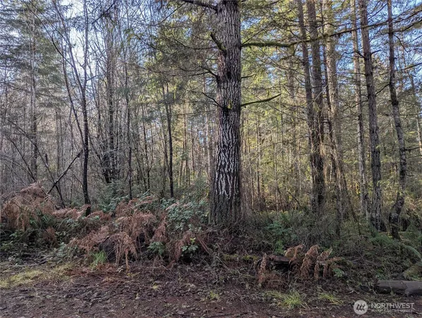 a view of a forest with large trees