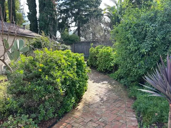a view of a backyard with plants and large tree