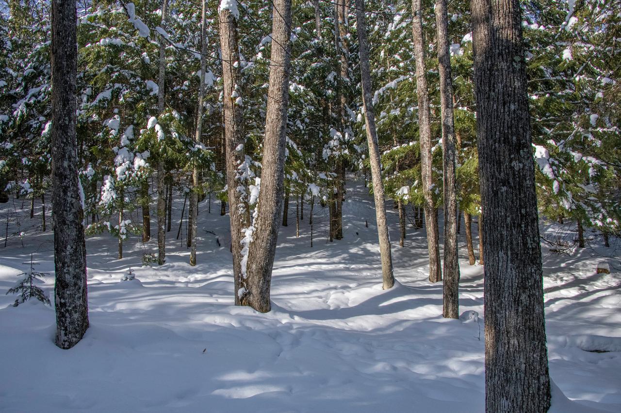 Lot 5 Rock Lake Road Presque Isle, WI 54557 - Photo 15 of 24 Gallery Image 15