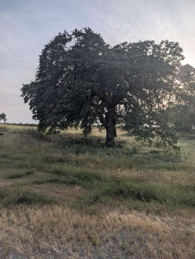 14100 Liberty Road Acampo, CA 95220 - Photo 13 of 17