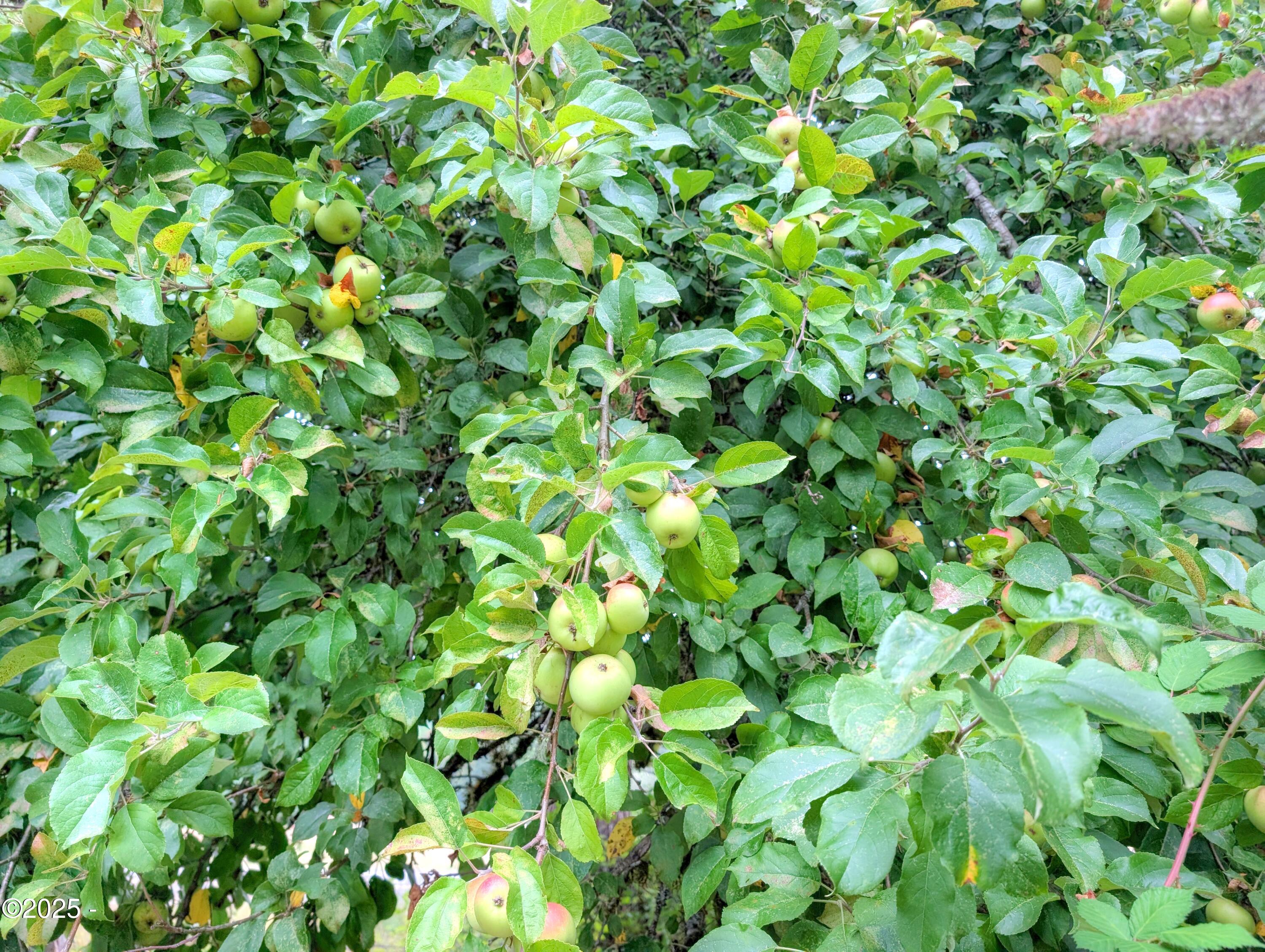 1601 Moonshine Park Road Logsden, OR 97357 - Photo 18 of 18 Producing Apple Trees
