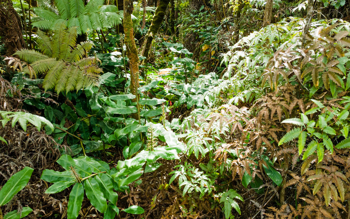 9702 Ruby Avenue Volcano, HI 96785 - Photo 8 of 13