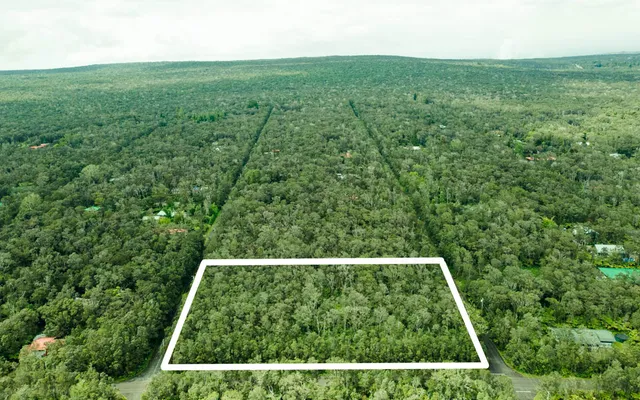 a view of a forest with a tree