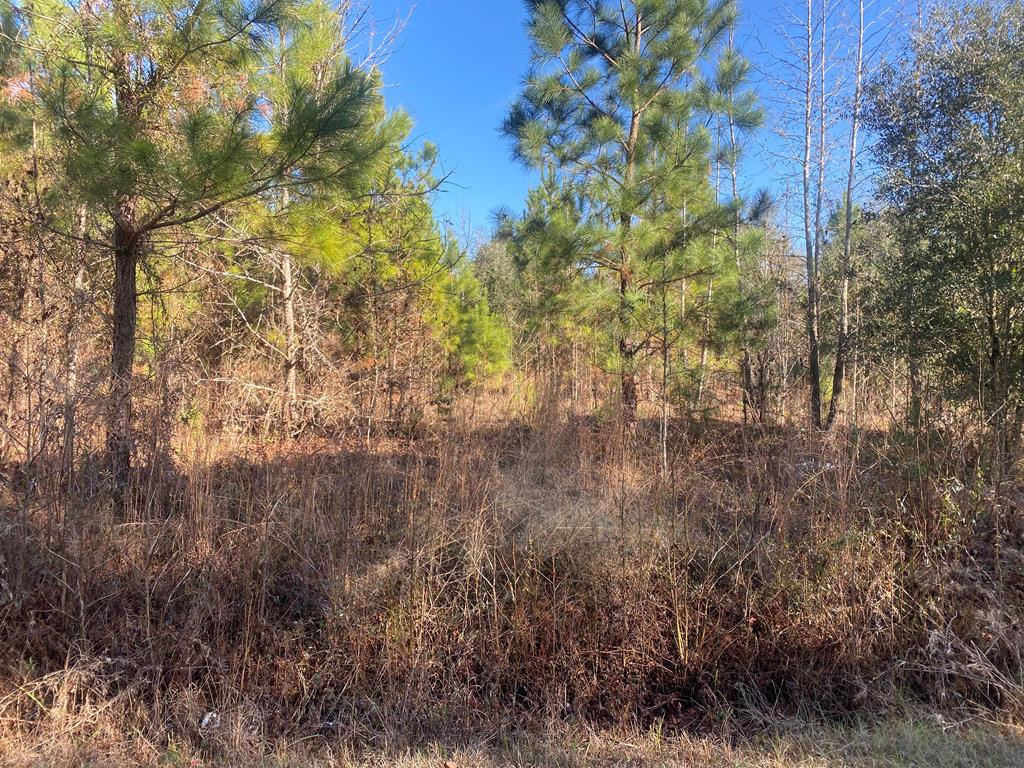 0 Project Road Bowman, SC 29018 - Photo 1 of 2 Main View