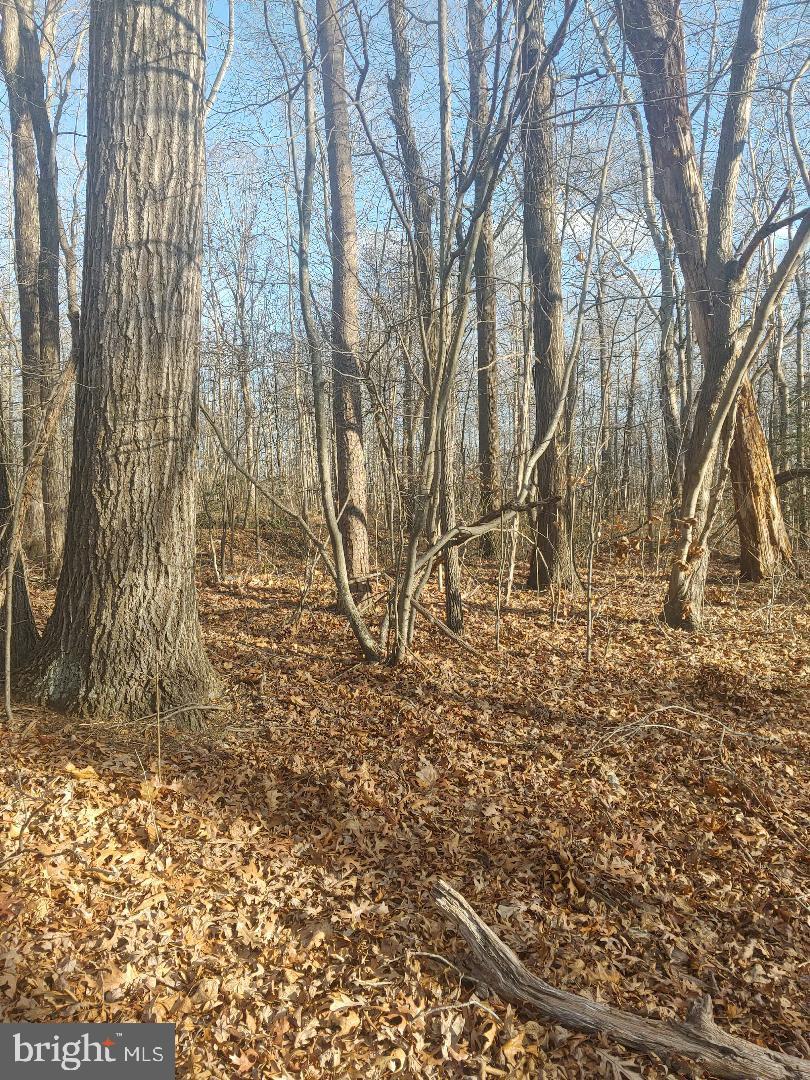 Lot 2 Rixeyville Rd Route Culpeper, VA 22701 - Photo 2 of 7