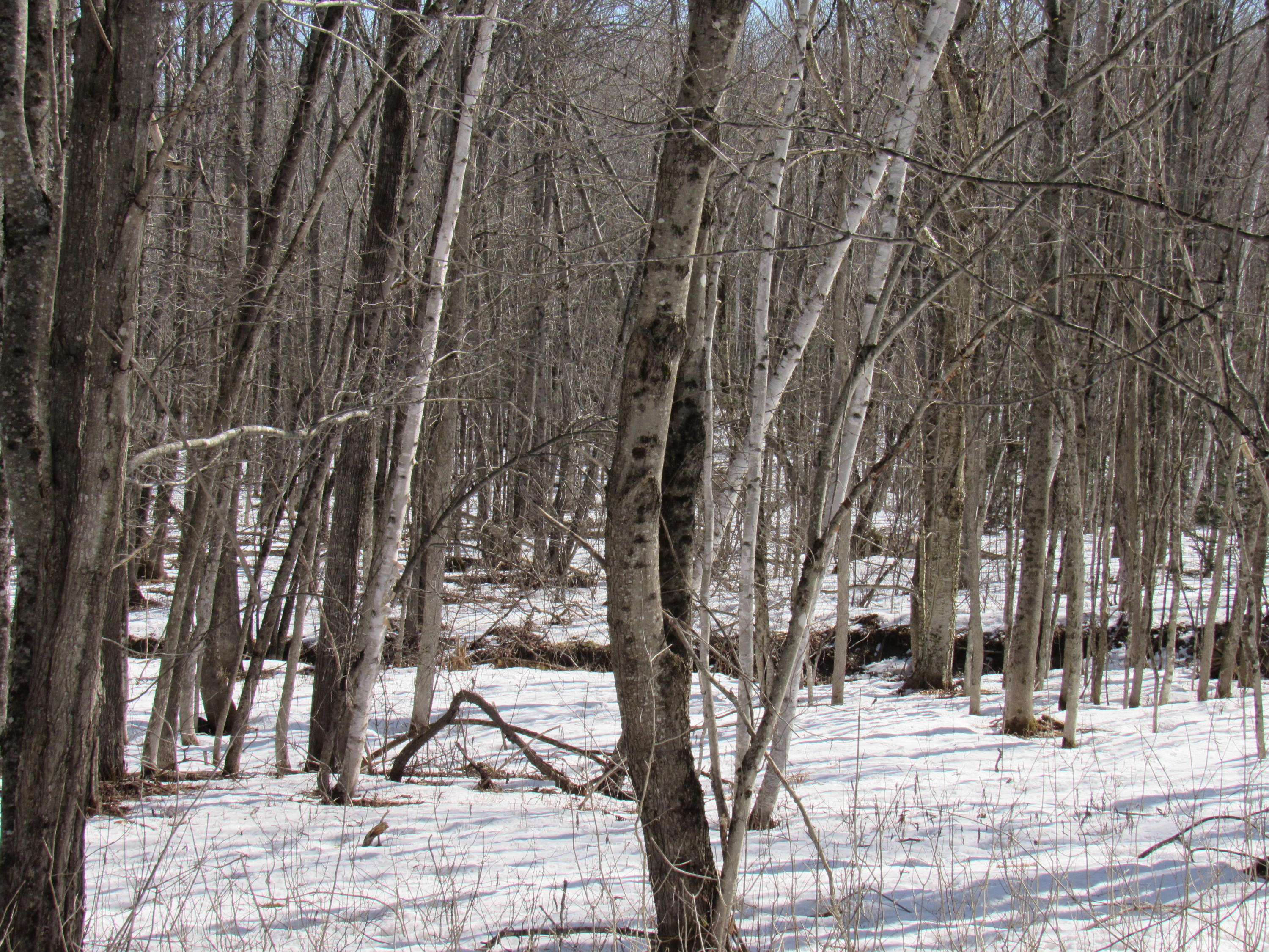 Lot 5 Kennebec Road Dixmont, ME 04932 - Photo 5 of 13 IMG_5263