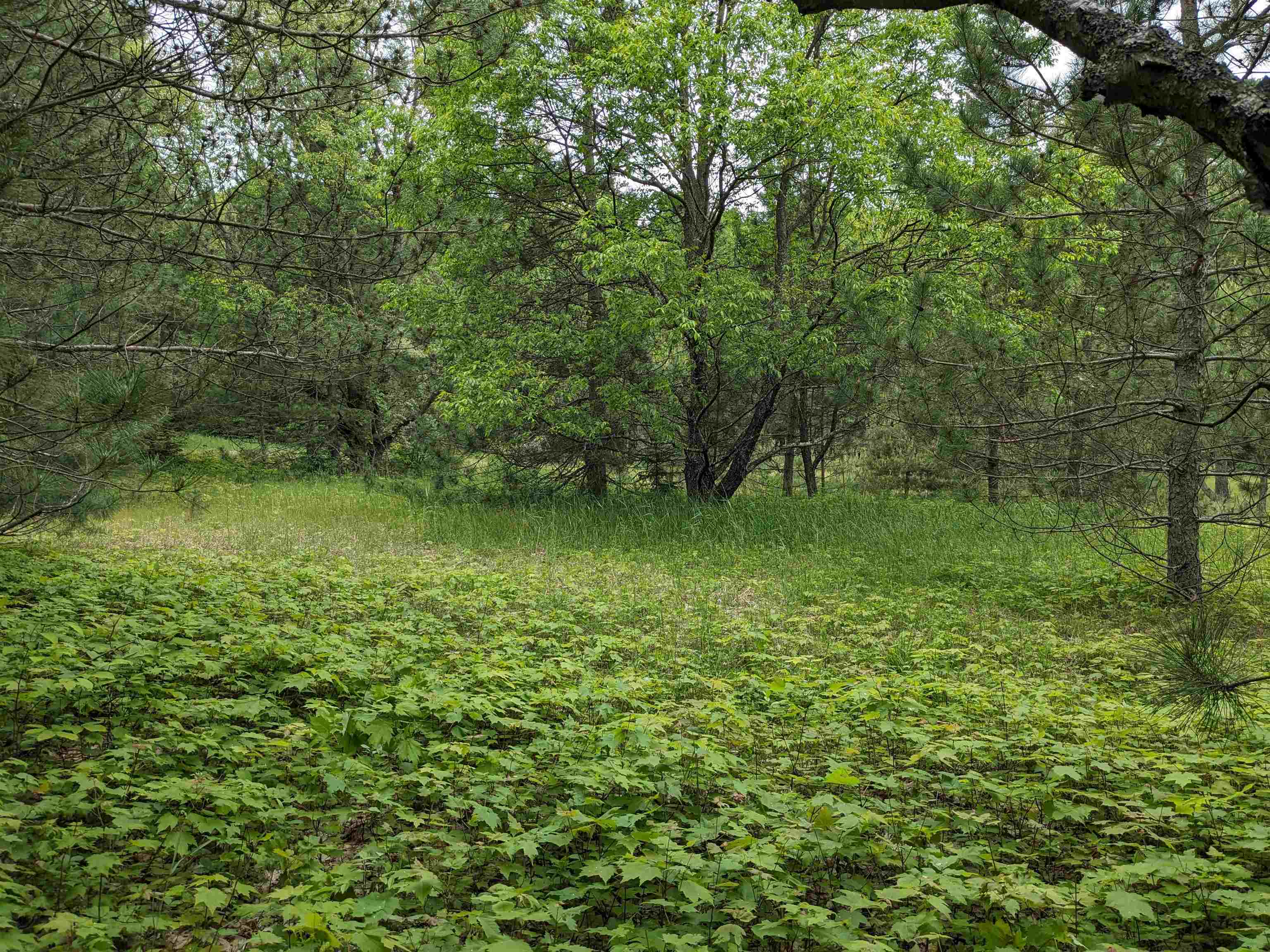 0 East 26 Road Cadillac, MI 49601 - Photo 7 of 15