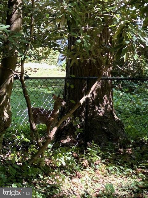 605 Upland Road Pikesville, MD 21208 - Photo 29 of 38 a picture of tree