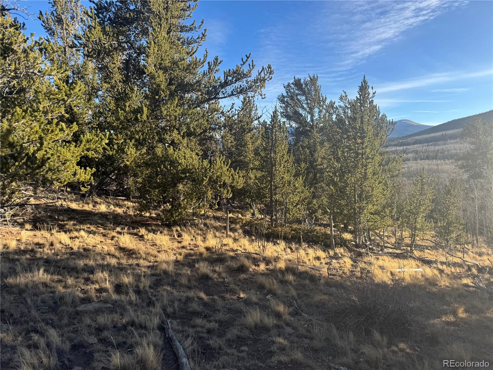 84 Pine Ridge Road Fairplay, CO 80440 - Photo 14 of 23 a view of a tree in a yard
