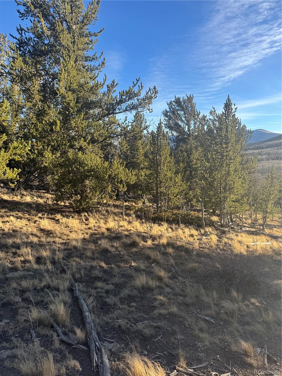 84 Pine Ridge Road Fairplay, CO 80440 - Photo 15 of 23 a view of a large yard with lots of trees
