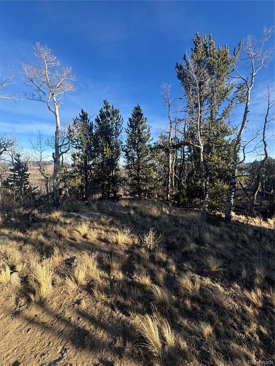 84 Pine Ridge Road Fairplay, CO 80440 - Photo 16 of 23 a view of a tree in a yard