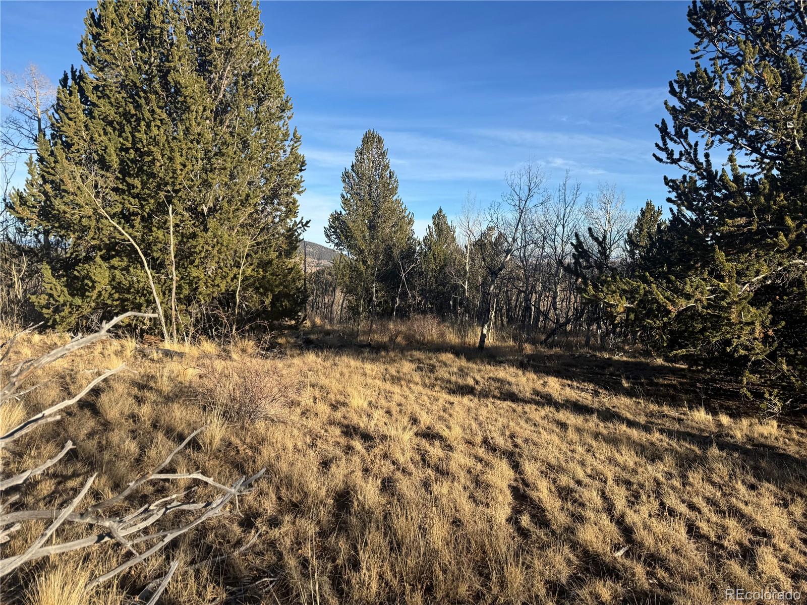 84 Pine Ridge Road Fairplay, CO 80440 - Photo 5 of 23 a view of a yard with a tree