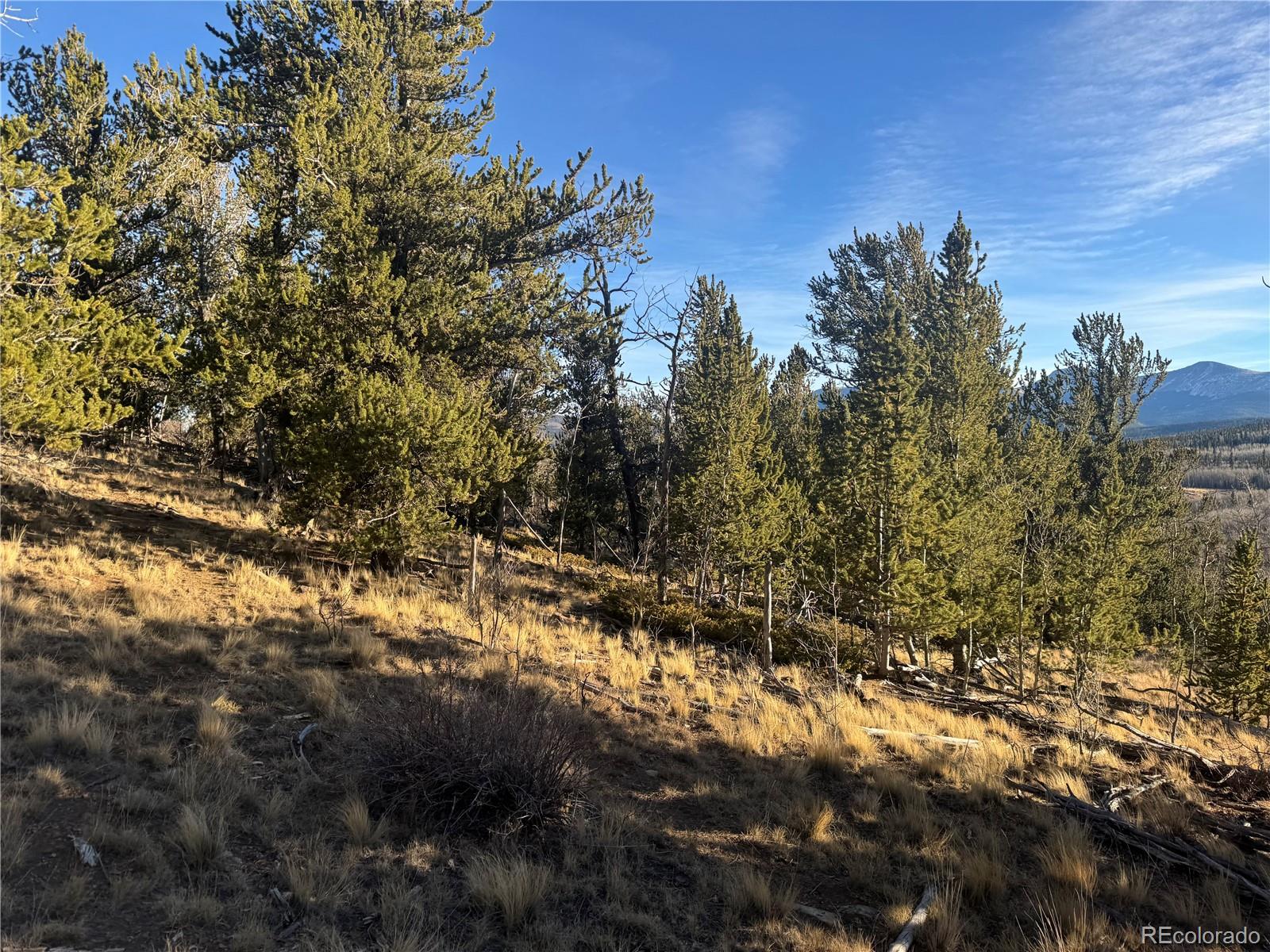 84 Pine Ridge Road Fairplay, CO 80440 - Photo 10 of 23 a view of a yard with a tree