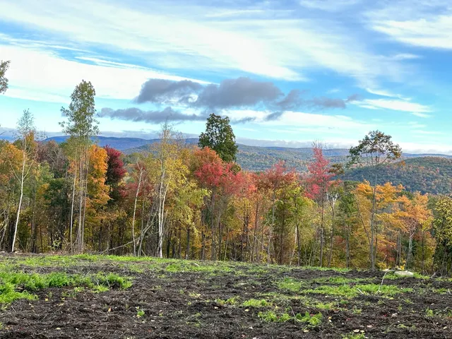 a view of a yard with palm trees
