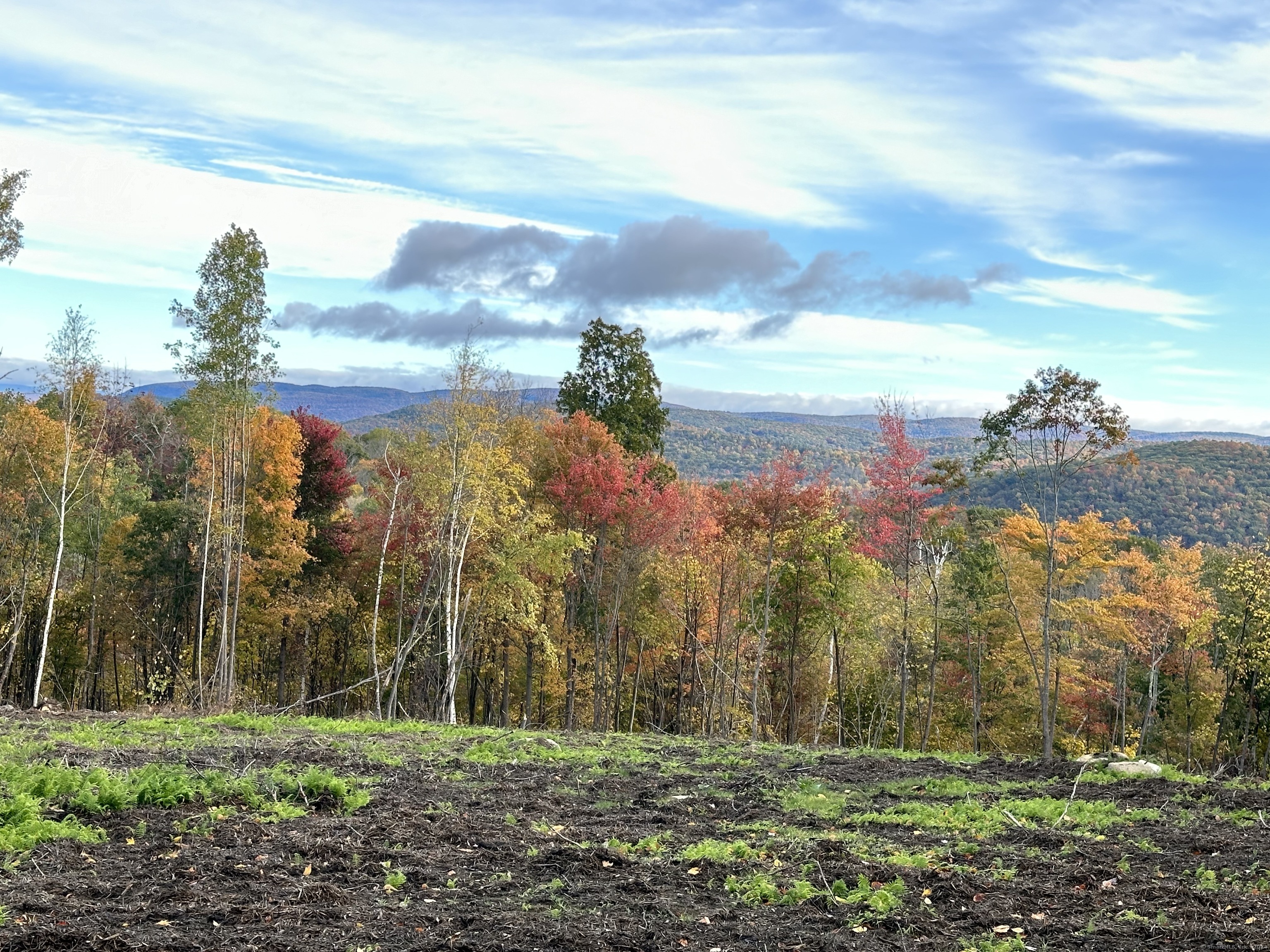 a view of a yard with palm trees