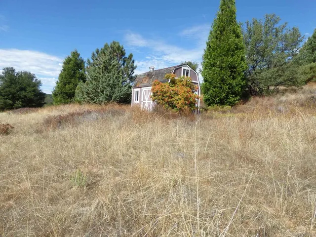 a view of a plants with a dry yard