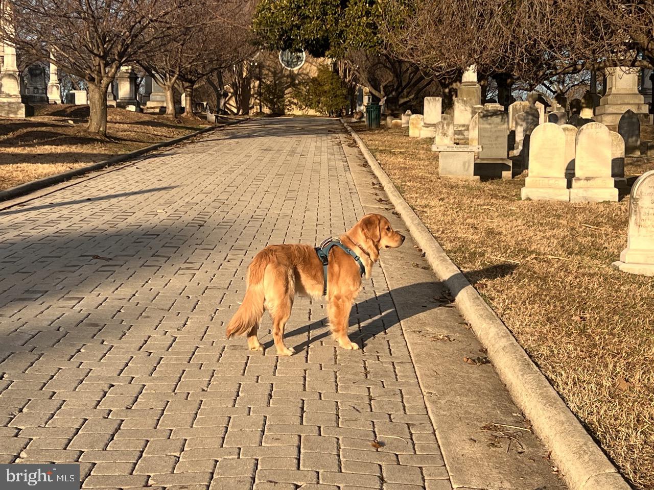 1237 Potomac Avenue Southeast Washington, DC 20003 - Photo 25 of 29 Blocks from pet friendly Congressional Cemetery