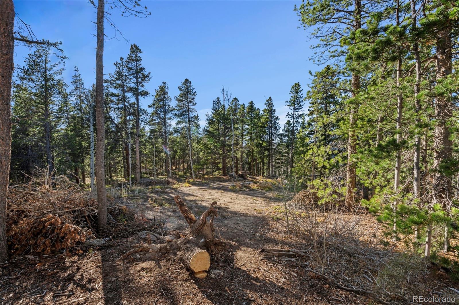 86 Severance Lodge Road Black Hawk, CO 80422 - Photo 11 of 14 a view of a forest filled with trees