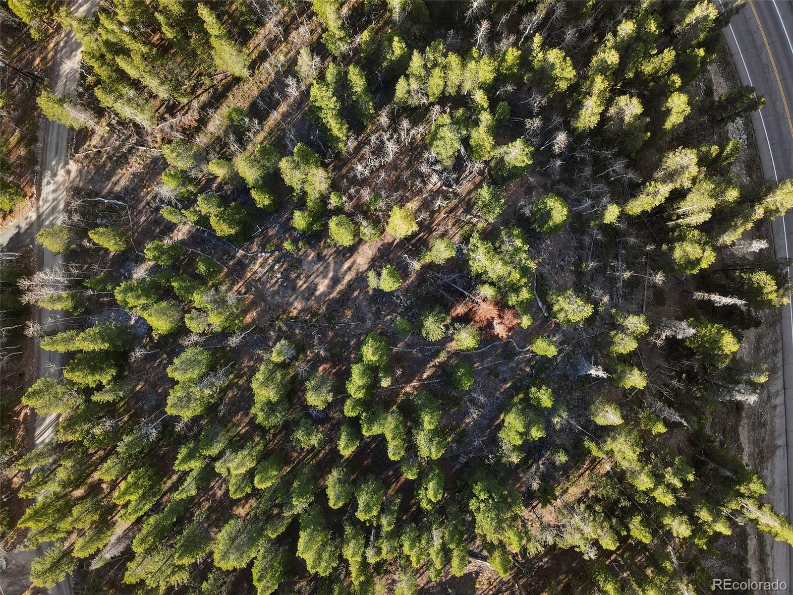 86 Severance Lodge Road Black Hawk, CO 80422 - Photo 5 of 14 a view of tree