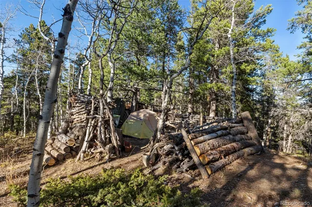 a view of a forest filled with trees