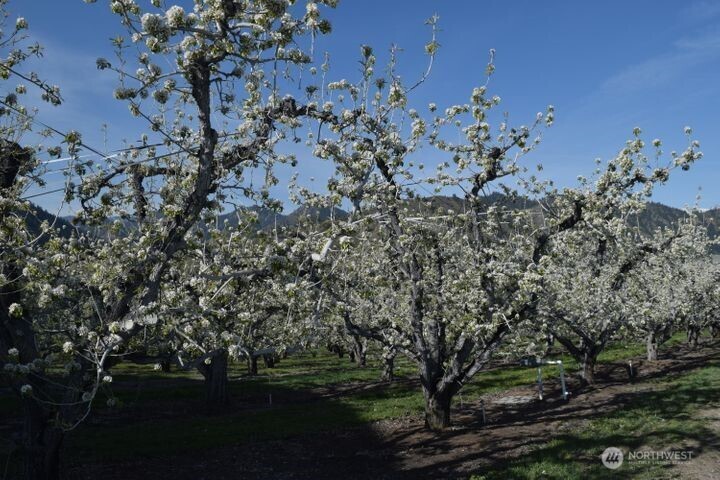 0 Kennedy Road Cashmere, WA 98815 - Photo 12 of 14 a view of a tree in a yard