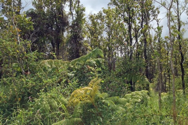 48 Uluhemalu Road Mountain View, HI 96771 - Photo 3 of 20 a view of a lush green forest