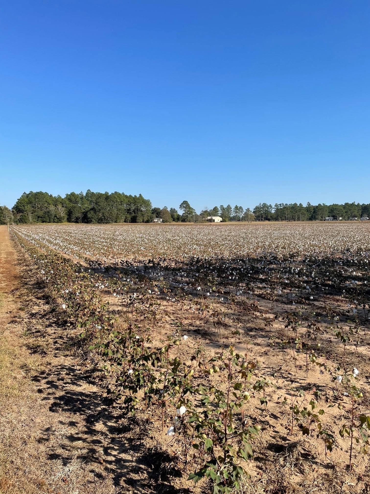 0 Glass And Spivey Road Robertsdale, AL 36567 - Photo 2 of 10