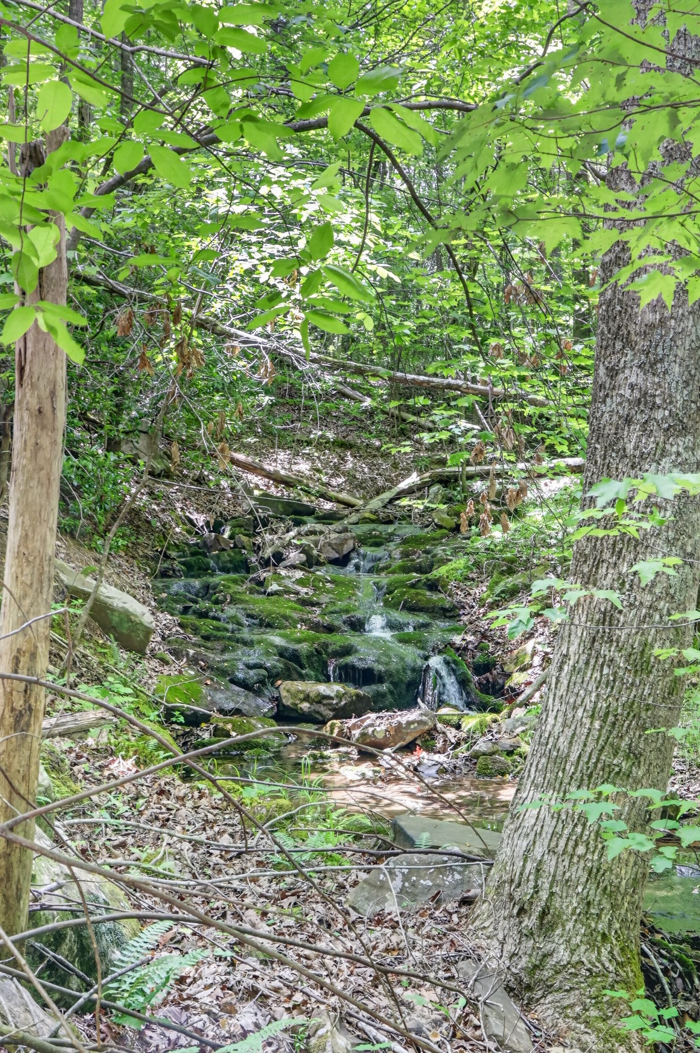 1215 Stage Coach Road Sewanee, TN 37375 - Photo 11 of 30 a view of a lush green space